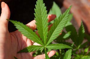 CBD